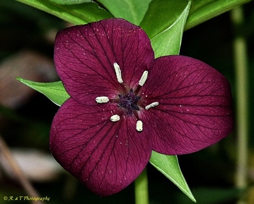 {Trillium vaseyi}